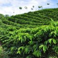 Pola kawowe w rejonie Aguia Branca 